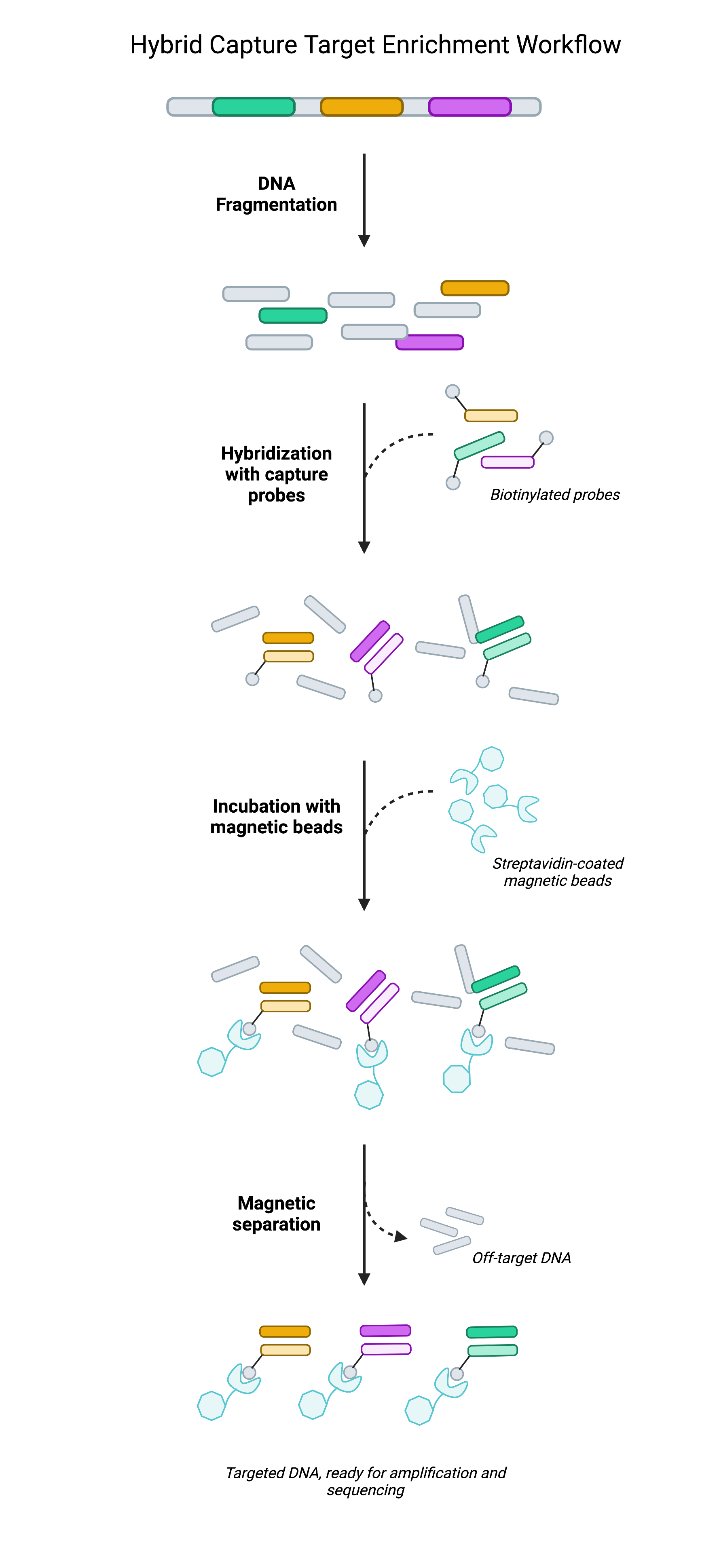 Long read Sequencing BioArrow Technology Ltd 